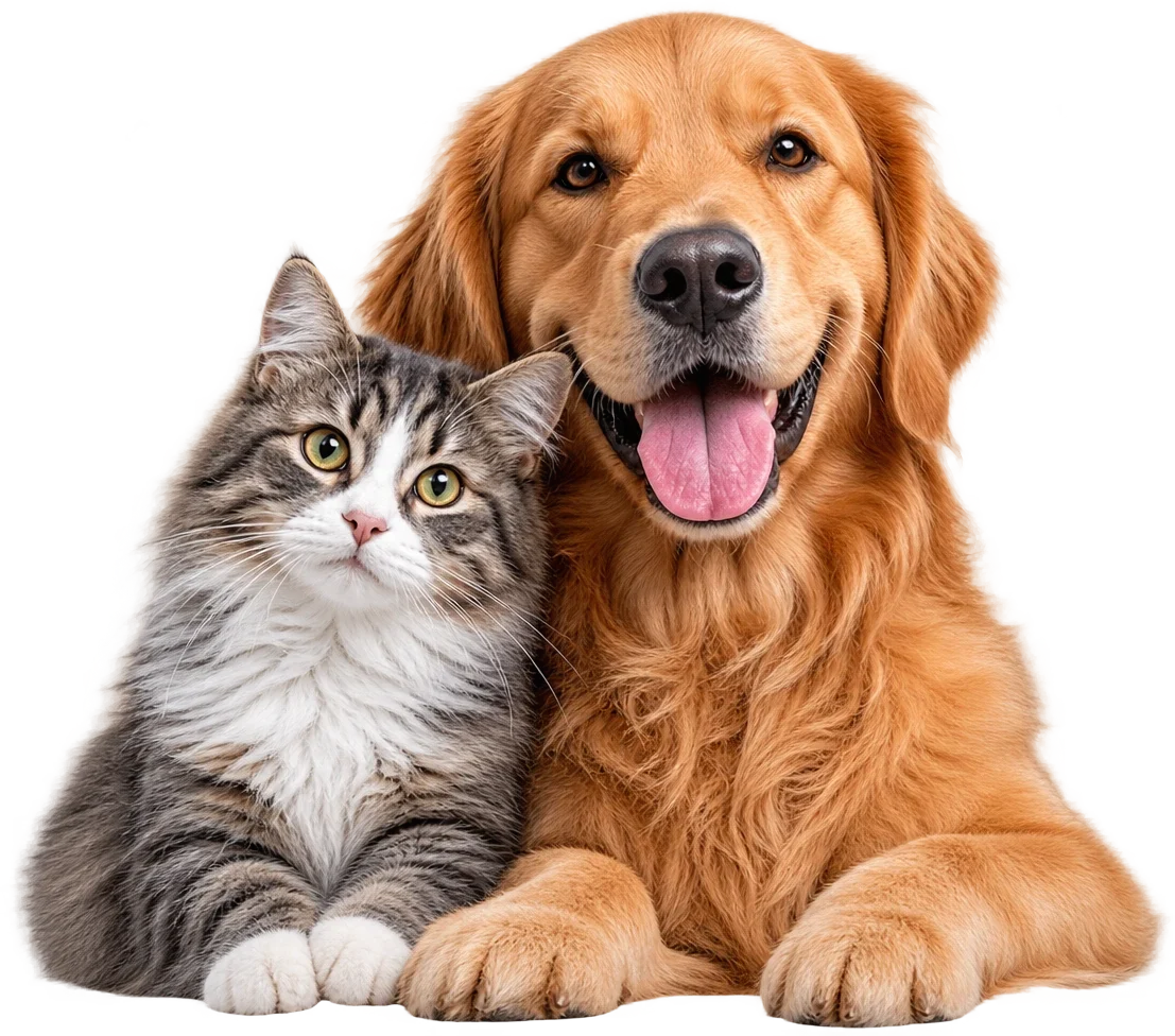 Happy golden retriever and tabby cat — patients at Anicare Pet Clinic, Hyderabad