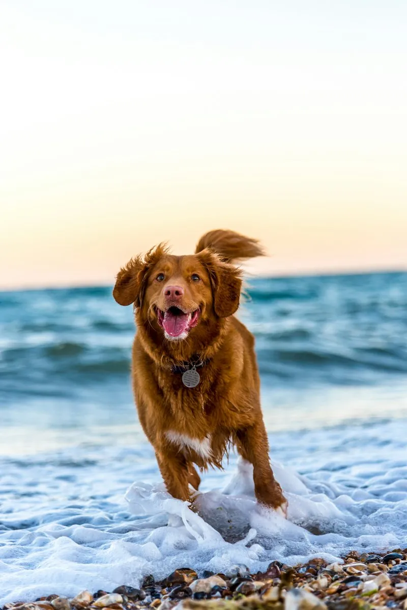 Happy dog patient at Anicare Pet Clinic, Hyderabad