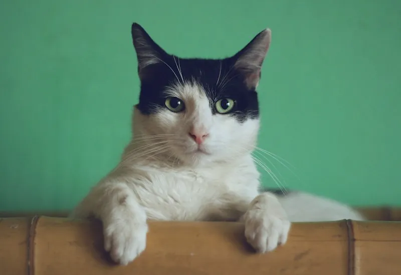 Content cat patient at Anicare Pet Clinic, Hyderabad